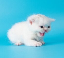cute exotic cat kitten studio portrait