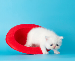 cute exotic cat kitten studio portrait