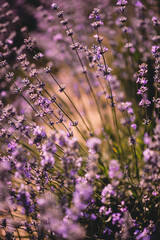 lavender in the field