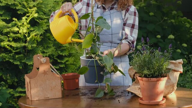 Gardening, greenery backyard garden concept. Young woman gardener watering potted epipremnum plant in backyard garden.