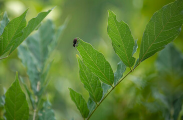 Bug on a leaf