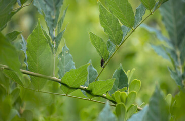 Bug on a leaf
