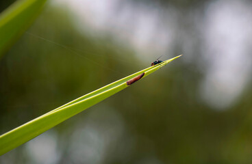 Housefly (Musca domestica) on a plant