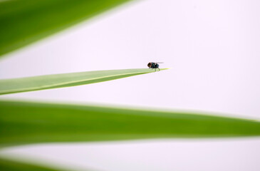 Housefly (Musca domestica) on a plant