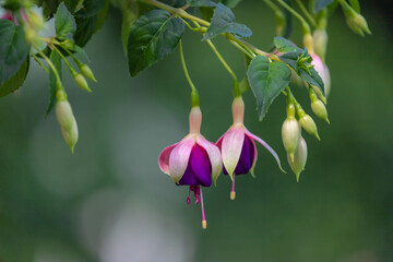Selective focus of Fuchsia magellanica, White pink flower in the garden, Hummingbird or hardy...