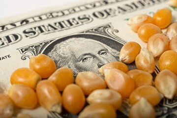 'Close up of corn kernels covering  U.S. one dollar bill'