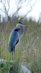 Great blue heron (Ardea herodias) on the shore of the bay, in a backyard in Panama City, Florida, USA