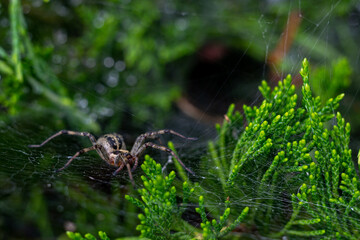 Funnel spider at the threshold of its mink