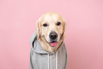 A dog in a gray hooded sweatshirt. A golden retriever wearing clothes sits on a pink background.
