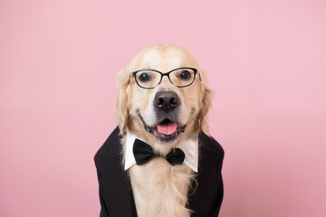 A dog with glasses and a black jacket sits against a pink background. The golden retriever is...
