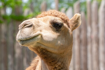 camel close head shot smiling