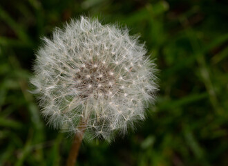 fuzzy dandelion ready to blow away