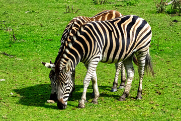 Fototapeta na wymiar Plains zebra known as the common or maneless zebra, equus quagga borensis or equus burchellii - Kenya