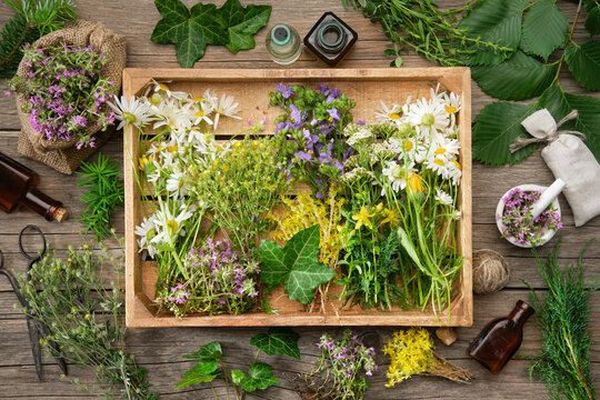 Wooden crate filled with  bunches of medicinal herbs, dry healthy plants and flowers. Alternative herbal medicine. Top view. Flat lay.