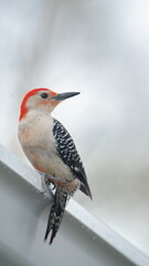 Red-bellied woodpecker (Melanerpes carolinus) perched on a gutter in a backyard in Panama City, Florida, USA