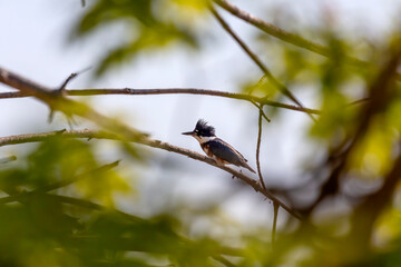 Belted Kingfisher (Megaceryle alcyon) in Wisconsin state park.  Belted kingfisher is the official mascot of UIUC in Illinois