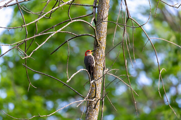 The Red-bellied Wodpecker (Melanerpes carolinus). 