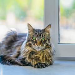 Portrait of fluffy Maine Coon cat close-up