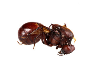 Toasted culona ant - Delicious Colombian recipe