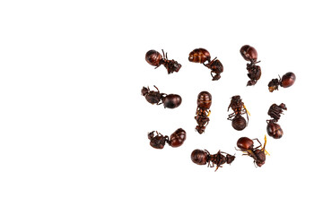 Toasted culona ant - Delicious Colombian recipe