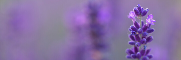 Obraz premium Bright lavender flowers, selective focus. In a lavender field.