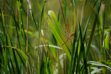 A dragonfly resting on reeds near a river