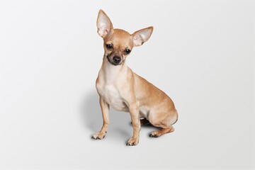 Puppy happy young dog posing