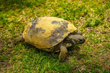 Endangered Gopher Tortoise on Grass in Florida