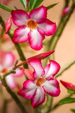 Beautiful closeup of pink yellow and white flowers