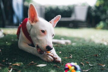 Puppy eating his bone