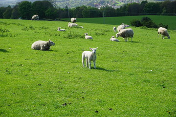 Sheep and lambs in the British countryside