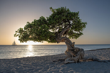 Fofoti Tree on Beach at Sunset, Eagle Beach, Aruba - obrazy, fototapety, plakaty