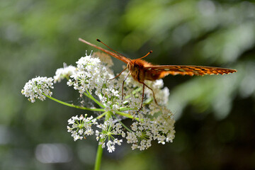 An orange moth with its wings open sitting on a white flower