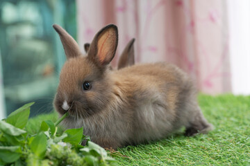 Adorable baby rabbit bunny eating vegetable sitting on green grass spring time over bokeh nature background. Cuddly furry white brown rabbit eat fresh vegetable at outdoor. Easter animal concept.