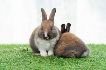 Adorable baby rabbits ears bunny sitting together on the green grass. Family tiny furry baby brown white bunny rabbits playful on the meadow. Easter family animal pet bunny concept.