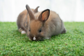 Fluffy rabbit bunny sitting green grass in spring summer background. Infant dwarf bunny brown white rabbit playful on lawn with white background. Cute animal furry pet concept.