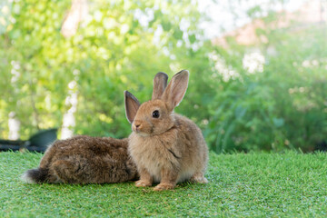 Cuddly furry rabbit bunny brown with family sitting and playful together on green grass over natural background. Two family baby bunny spring time on lawn. Easter newborn bunny family pet concept.