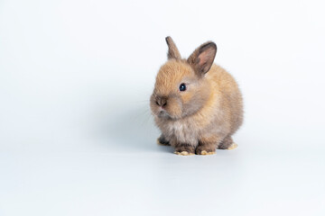 Adorable newborn baby rabbit bunnies brown looking at something sitting over isolated white...