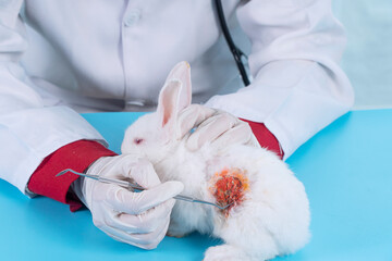 Patient rabbit white bunny with vet hand check body.Veterinary woman wear uniform, gloves...