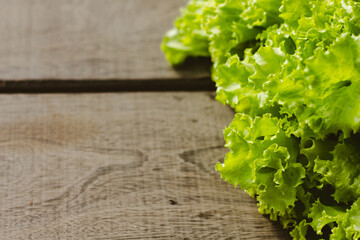 Green Lettuce or Lactuca sativa with Bokeh Effect