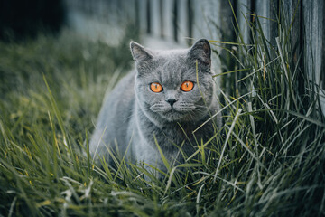 cat on grass © Wojciech.ST