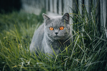 cat on grass