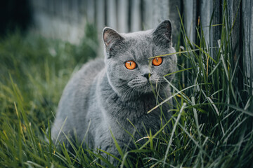 Naklejka premium cat on grass