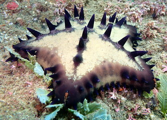 Costa Rica Pacific sea life