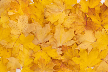 Naklejka na ściany i meble Colored autumn maple leaves covered a white wooden table. Flat lay. Autumn concept
