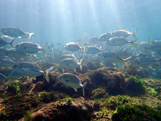 Costa Rica Pacific sea life