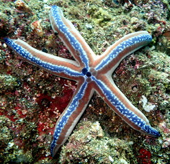 Costa Rica Pacific sea life