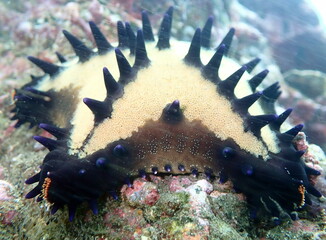 Costa Rica Pacific sea life