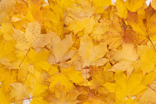 Colored autumn maple leaves covered a white wooden table. Flat lay. Autumn concept