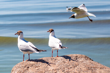 
Two seagulls staying on the stone and looking at the sea
